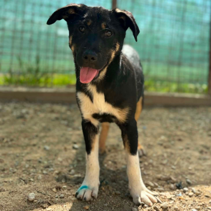 Adoption Mira