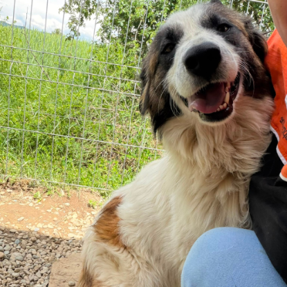Adopter Liza