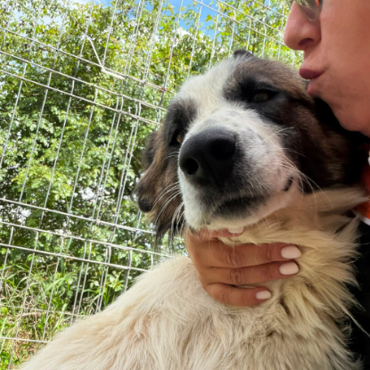 Adopter Liza