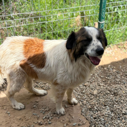 Adoption Liza
