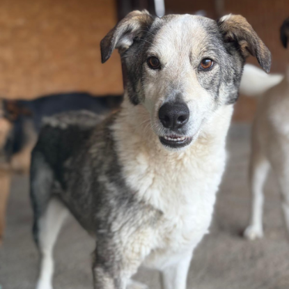 Adopter Maxima
