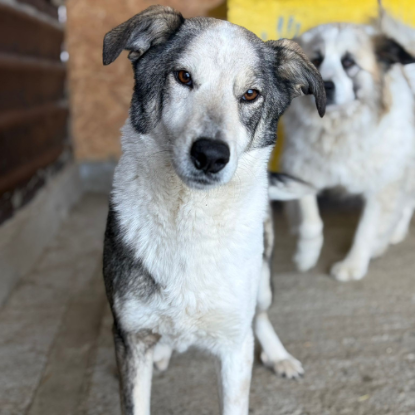 Adopter Maxima