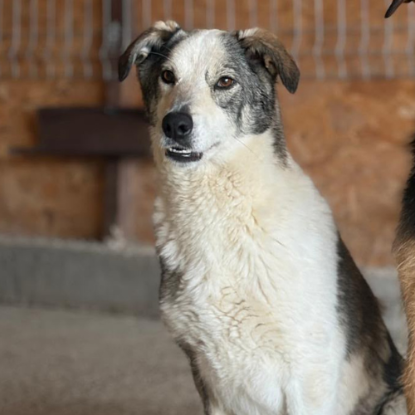 Adoption Maxima