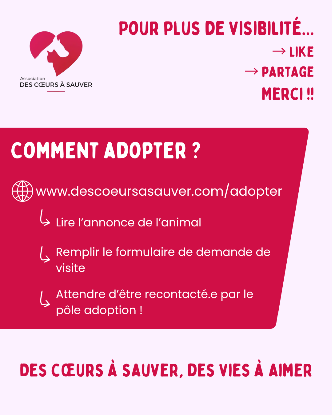 Adopter Belle
