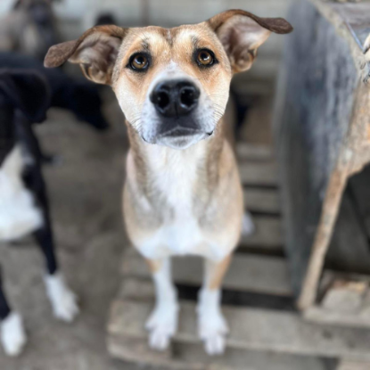 Adopter Luna