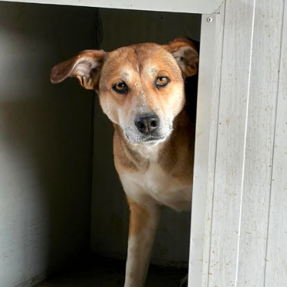 Adopter Luna