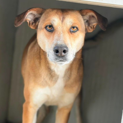 Adoption Luna