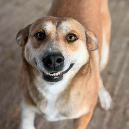 Adoption Luna