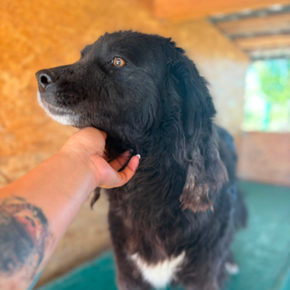 Adopter Umbra