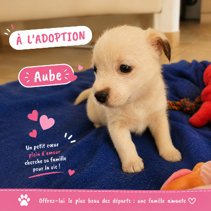 Adopter Aube