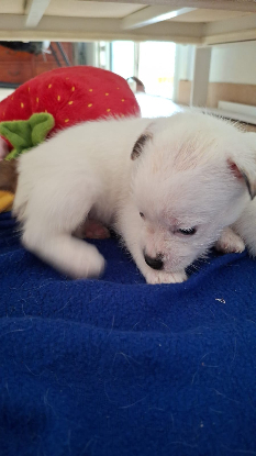 Adopter Aube