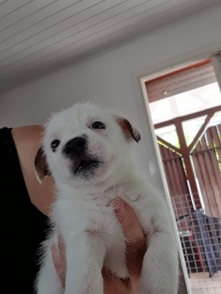 Adopter Aube