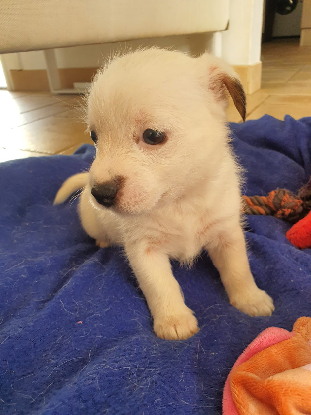 Adoption Aube