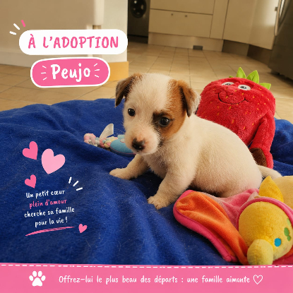 Adopter Peujo