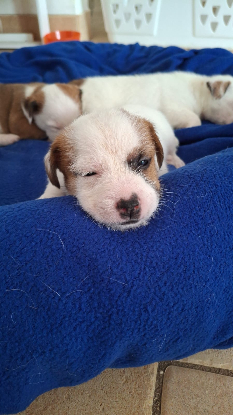 Adopter Peujo