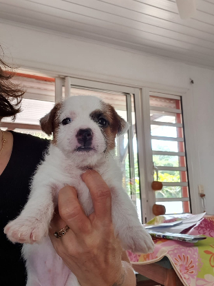 Adopter Peujo