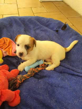 Adoption Peujo