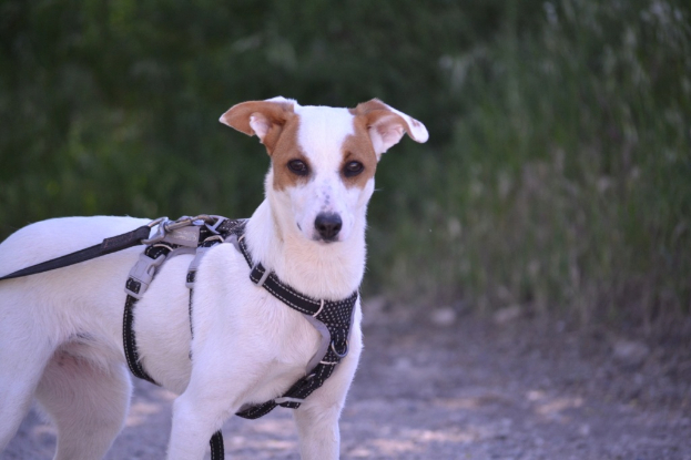 Adopter Aire