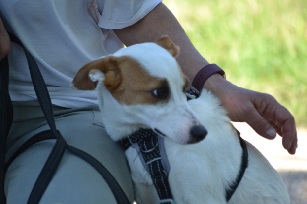 Adopter Aire