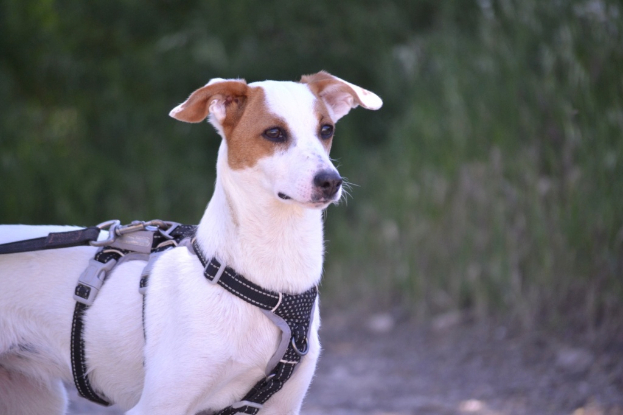 Adopter Aire