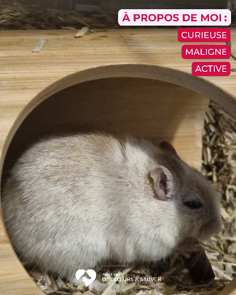 Adopter Cricy