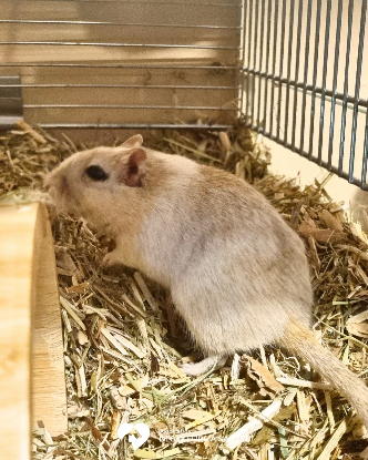 Adopter Cricy