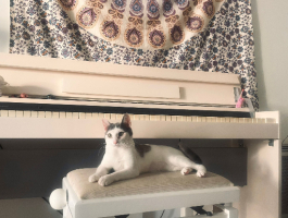 Adopter  chat : Oudinette