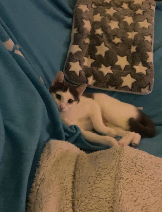 Adopter Oudinette