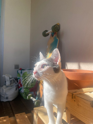Adoption Oudinette