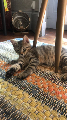 Adopter Leo