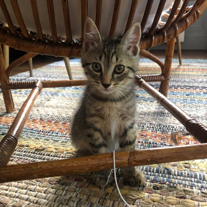 Adopter Leo