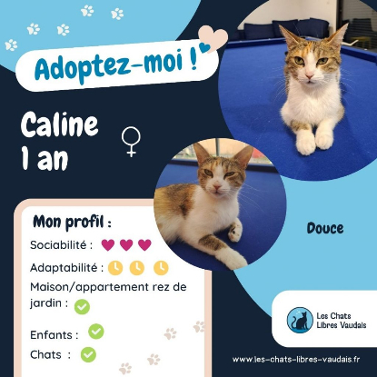 Adopter Caline