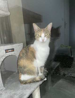 Adopter Caline