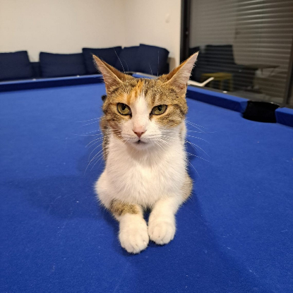 Adopter Caline