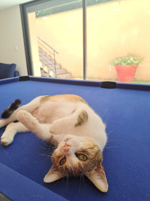 Adoption Caline