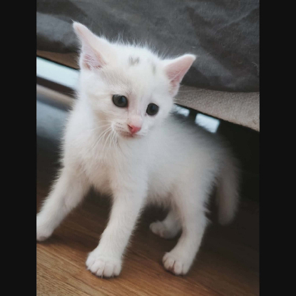 Adopter Point virgule