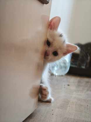 Adopter Point virgule