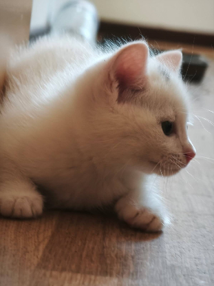 Adopter Point virgule
