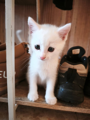 Adopter Hades