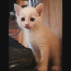Lila