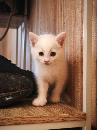 Adopter Lila