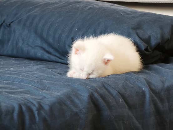 Adopter Lila