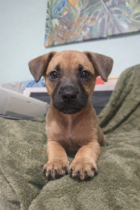 Adopter Diva