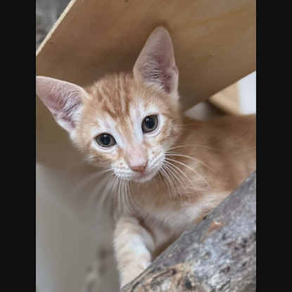 Adopter Godiveau