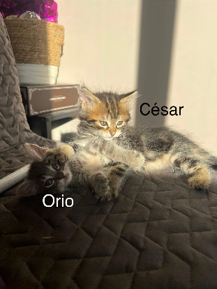 Adopter éros