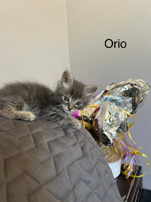 Adopter éros