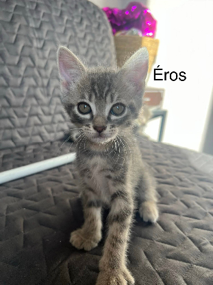 Adoption éros