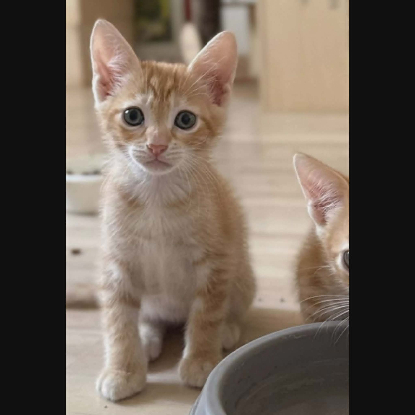 Adopter Chorizo