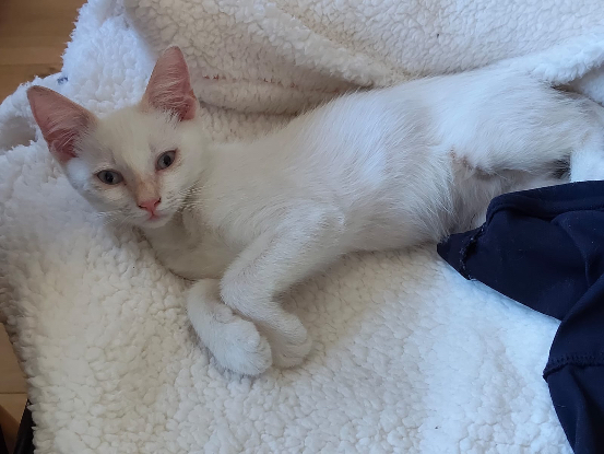 Adopter Wy