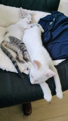 Adoption Wy